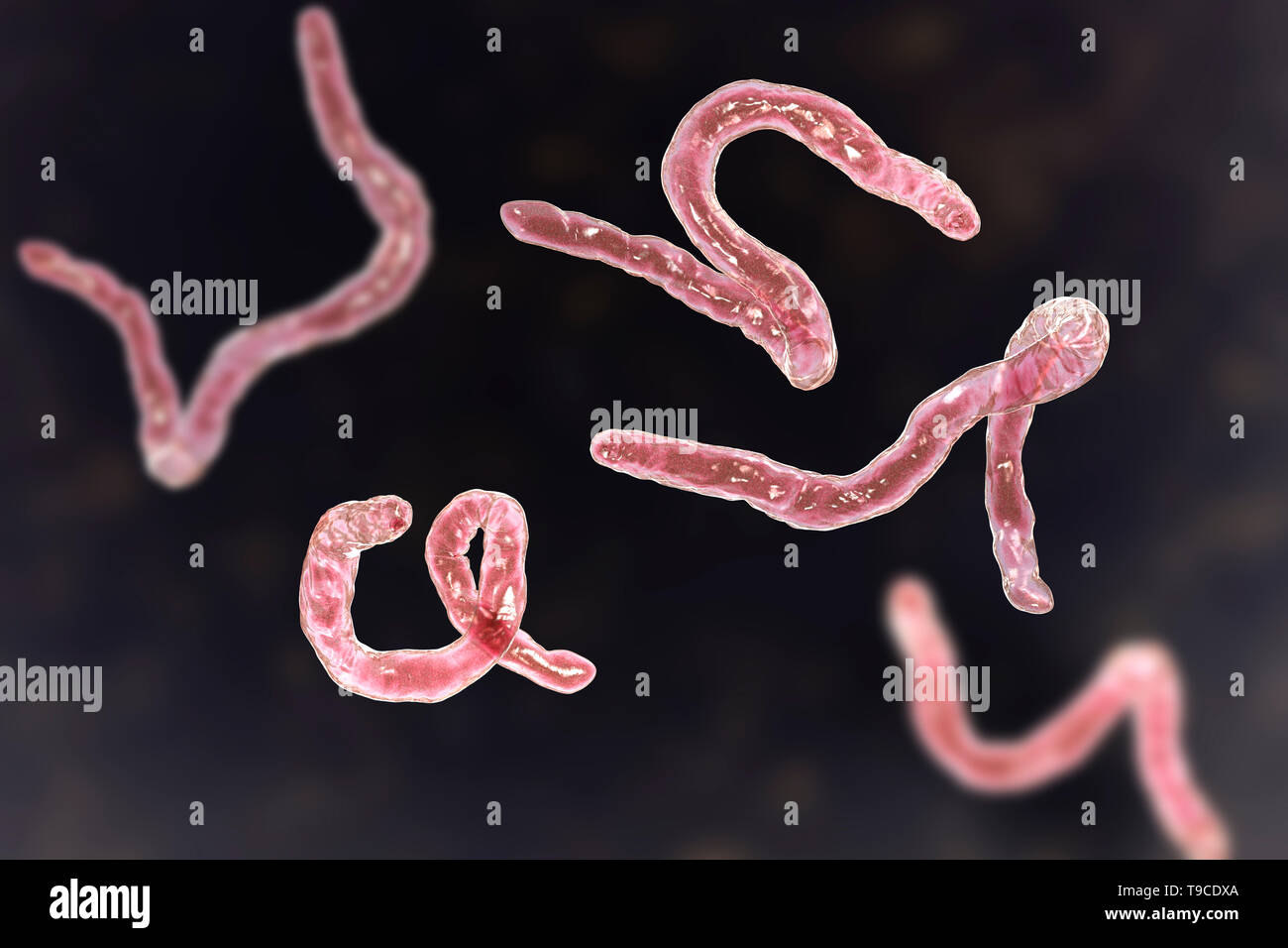 Ancylostoma duodenale Fotos und Bildmaterial in hoher Auflösung Alamy