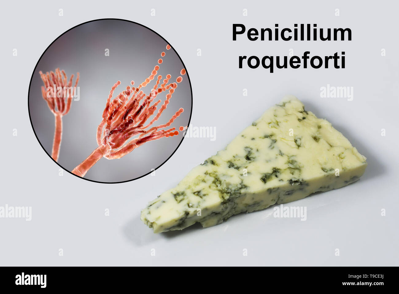 Schimmel Penicillium und Roquefort Käse, zusammengesetztes Bild Stockfoto