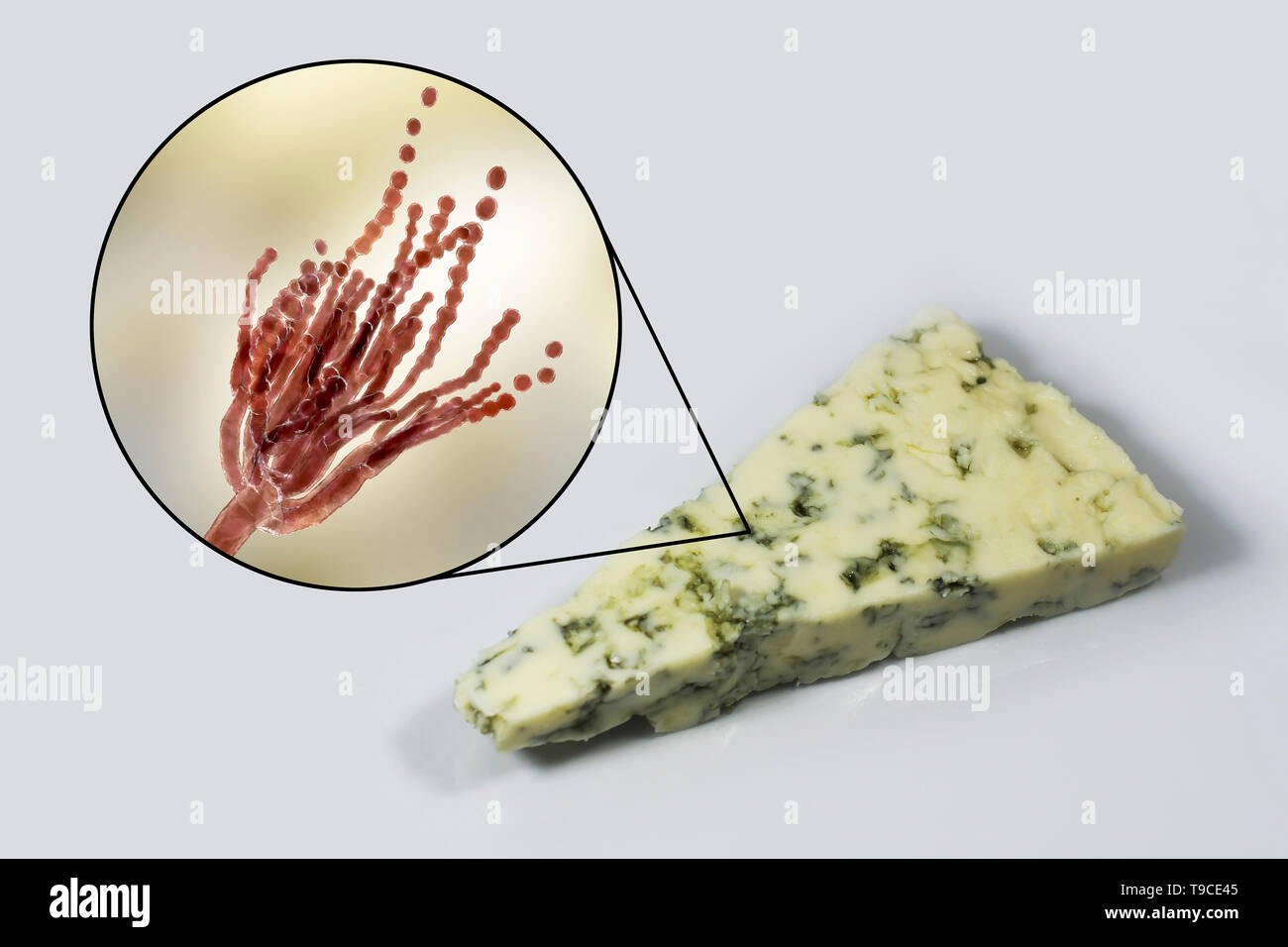 Schimmel Penicillium und Roquefort Käse, zusammengesetztes Bild Stockfoto