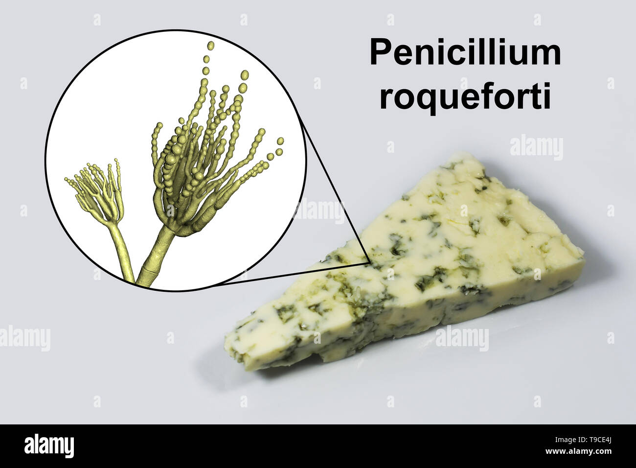 Schimmel Penicillium und Roquefort Käse, zusammengesetztes Bild Stockfoto