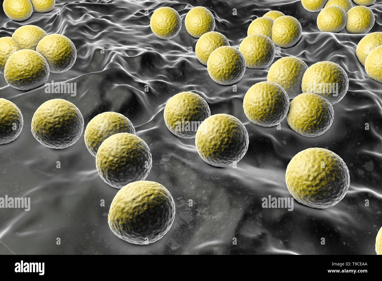 Micrococcus Fotos und Bildmaterial in hoher Auflösung Alamy