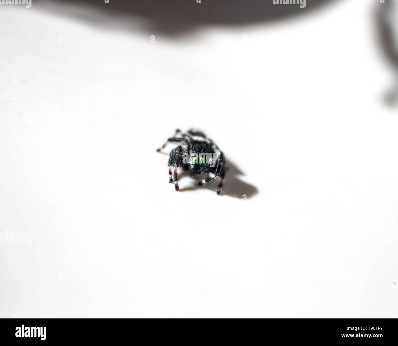 Eine BOLD-Jumper (Phidippus Audax) geht in eine defensive Haltung auf der Seite einer Keramik Spüle. Stockfoto