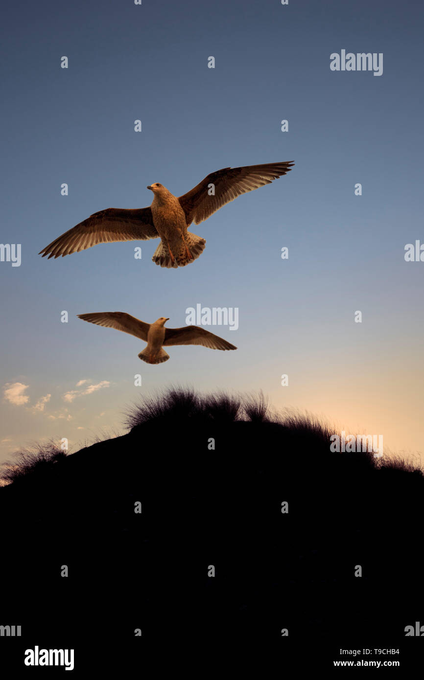 Zwei Möwen fliegen während der Himmel glüht mit ein Abend (bzw. Morgen) Licht und Form einer Sand dune ist. Stockfoto