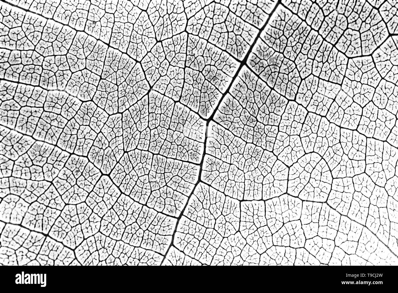 Nahtlose Muster der weinblatt Textur, schwarz-weißen Muster, Farben invertiert Stockfoto