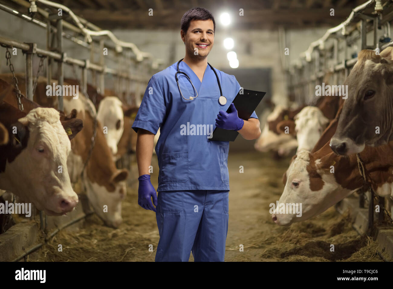 Junge männliche Tierarzt mit einem Klemmbrett auf einer Kuh Bauernhof Stockfoto