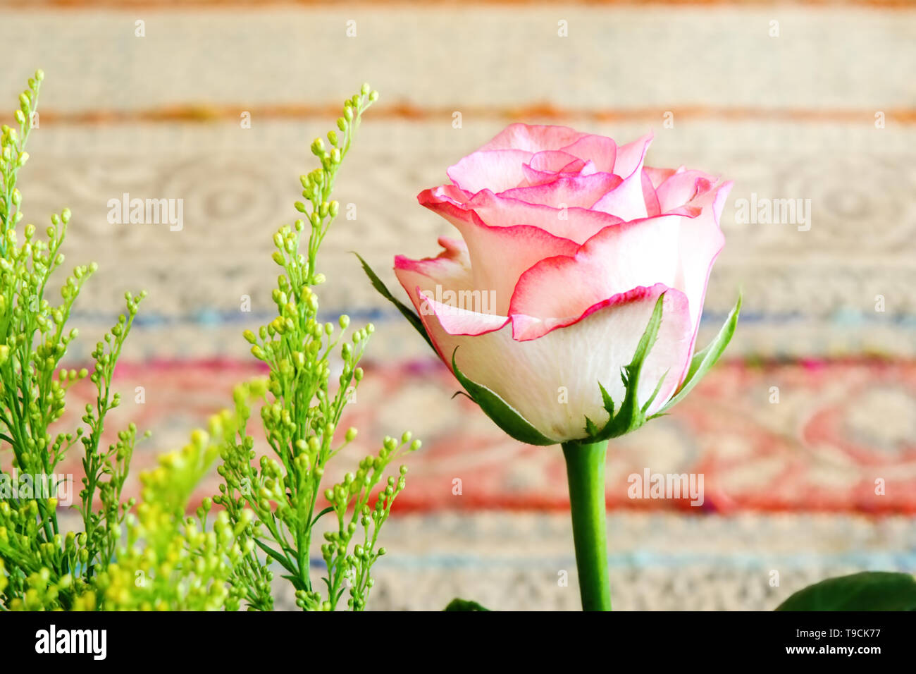 Eine blass rosa Rose mit Scarlet Margen in Nahaufnahme mit einem weichen Hintergrund. Ansicht von oben und Aussicht, Stockfoto