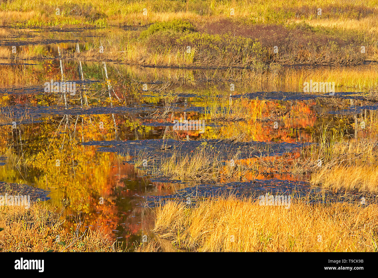 Herbst umliegende Feuchtgebiet Dorset Ontario Kanada Stockfoto