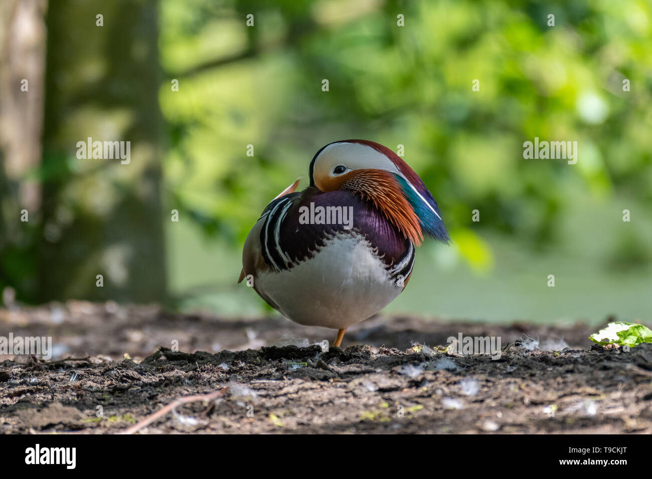 Mandarinente (Aix galericulata) männlich. Stockfoto