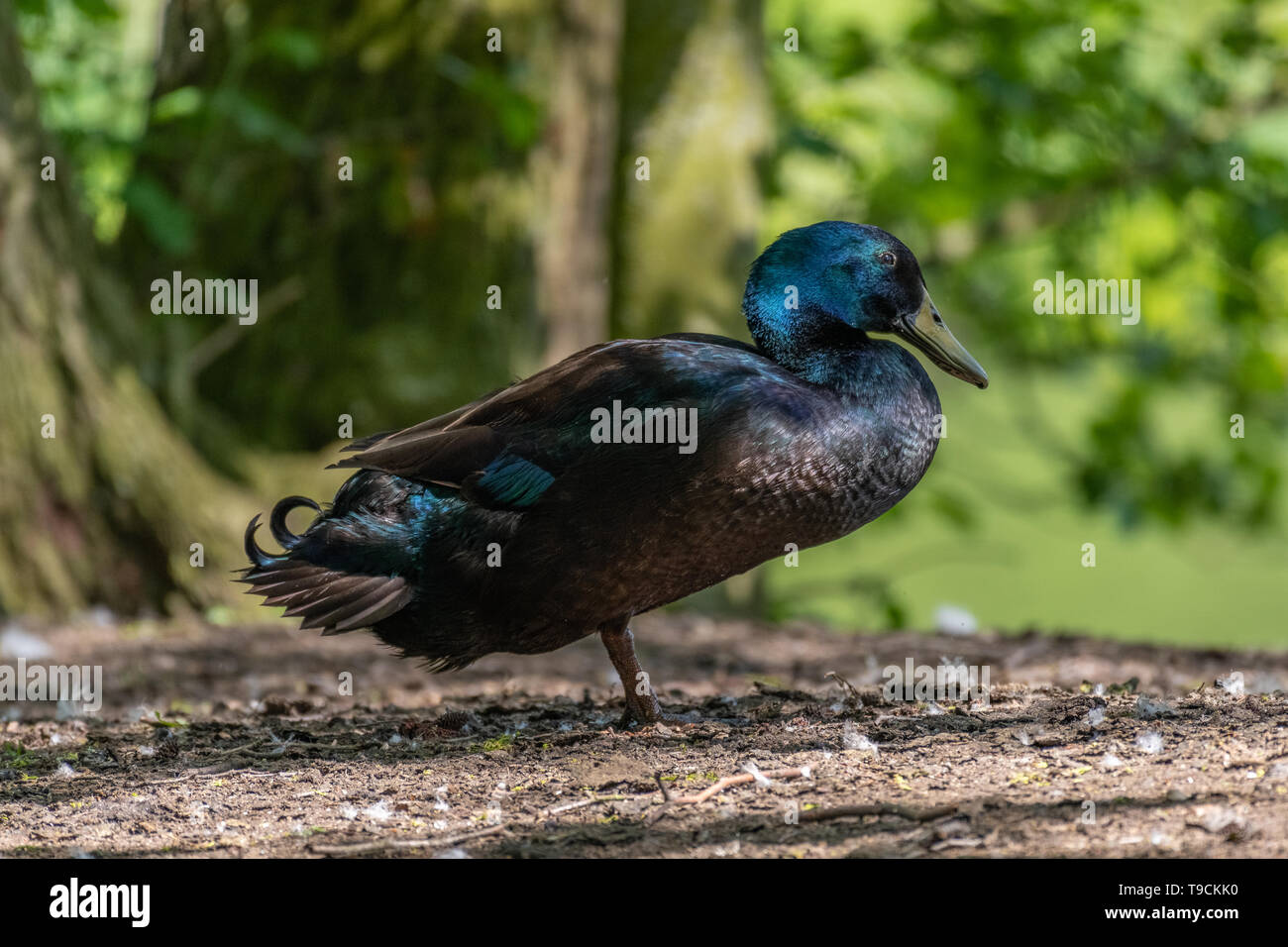 Schwarze ostindien ente Fotos und Bildmaterial in hoher Auflösung Alamy