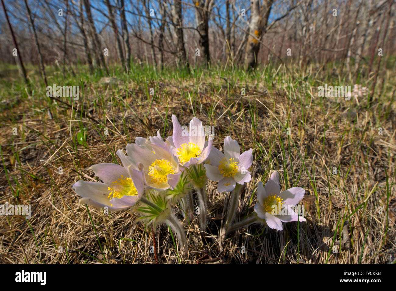 Paririe Krokusse im Frühling. (Anemone patens). LIttle Mountain Park Winnipeg Manitoba Kanada Stockfoto