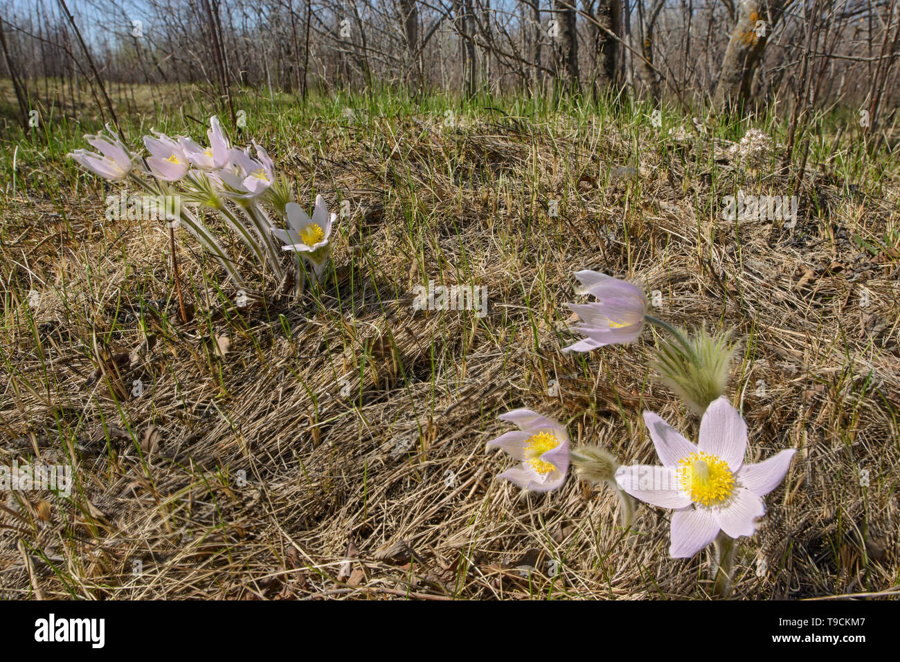 Paririe Krokusse im Frühling. (Anemone patens). LIttle Mountain Park Winnipeg Manitoba Kanada Winnipeg Manitoba Kanada Stockfoto