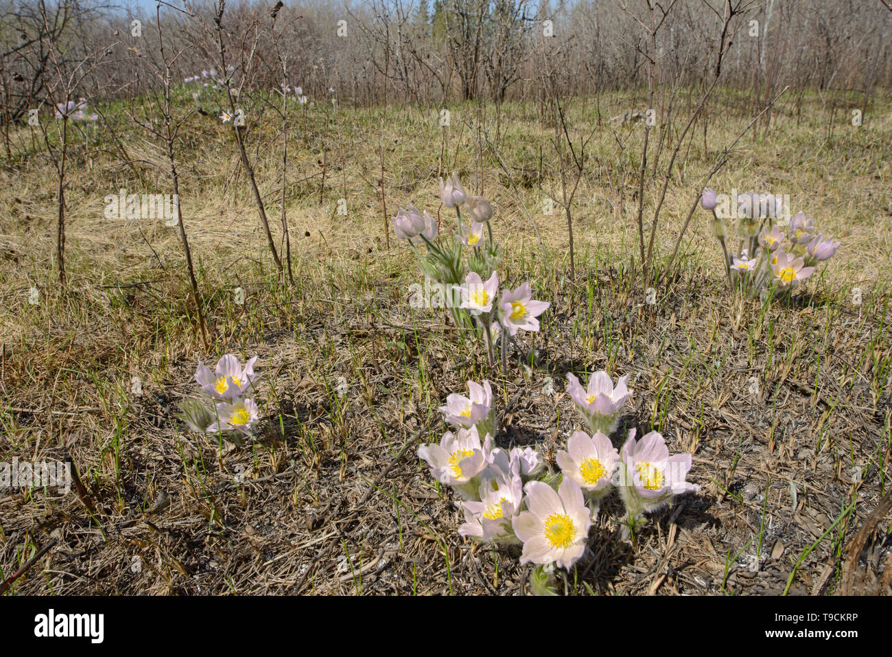 Paririe Krokusse im Frühling. (Anemone patens). LIttle Mountain Park, Winnipeg, Manitoba, Kanada Stockfoto