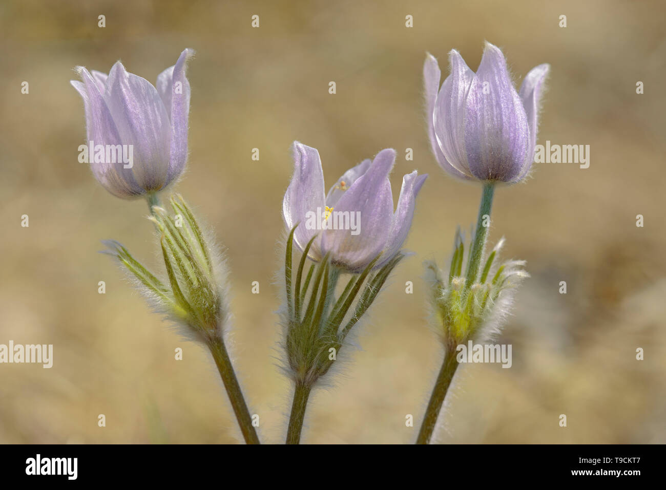 Paririe Krokusse im Frühling. (Anemone patens). LIttle Mountain Park, Winnipeg, Manitoba, Kanada Stockfoto