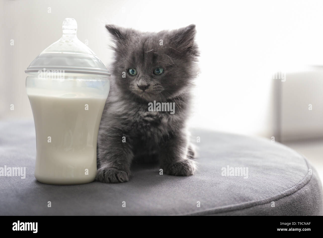 Süße kleine Kätzchen in der Nähe der Flasche Milch zu Hause Stockfoto