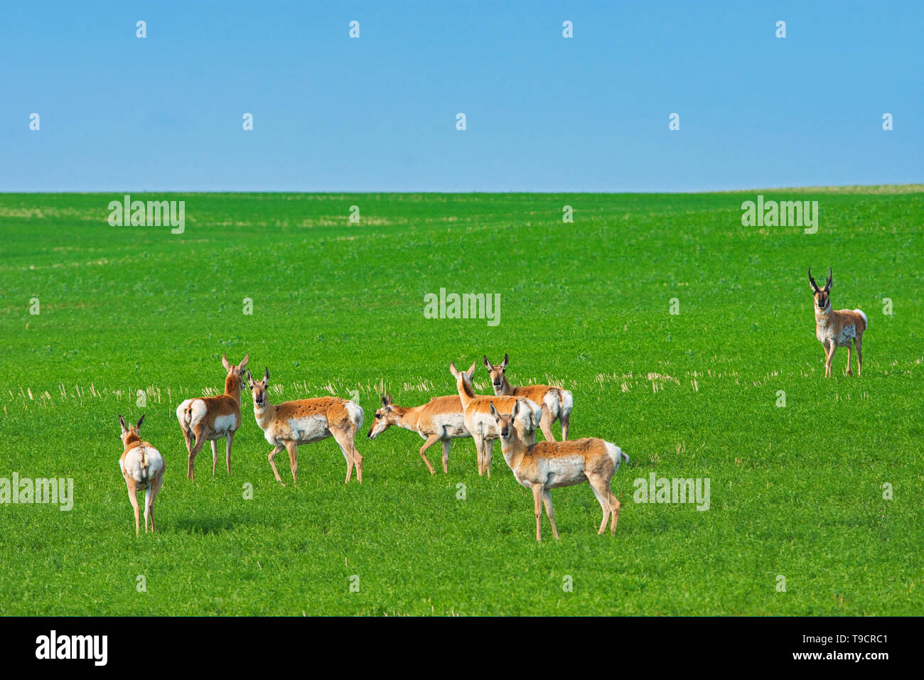 Herde oder Band von Pronghorn (Antilocapra americana) im Feld weltweit schnellste Tier, Gutenacker, Saskatchewan, Kanada Stockfoto