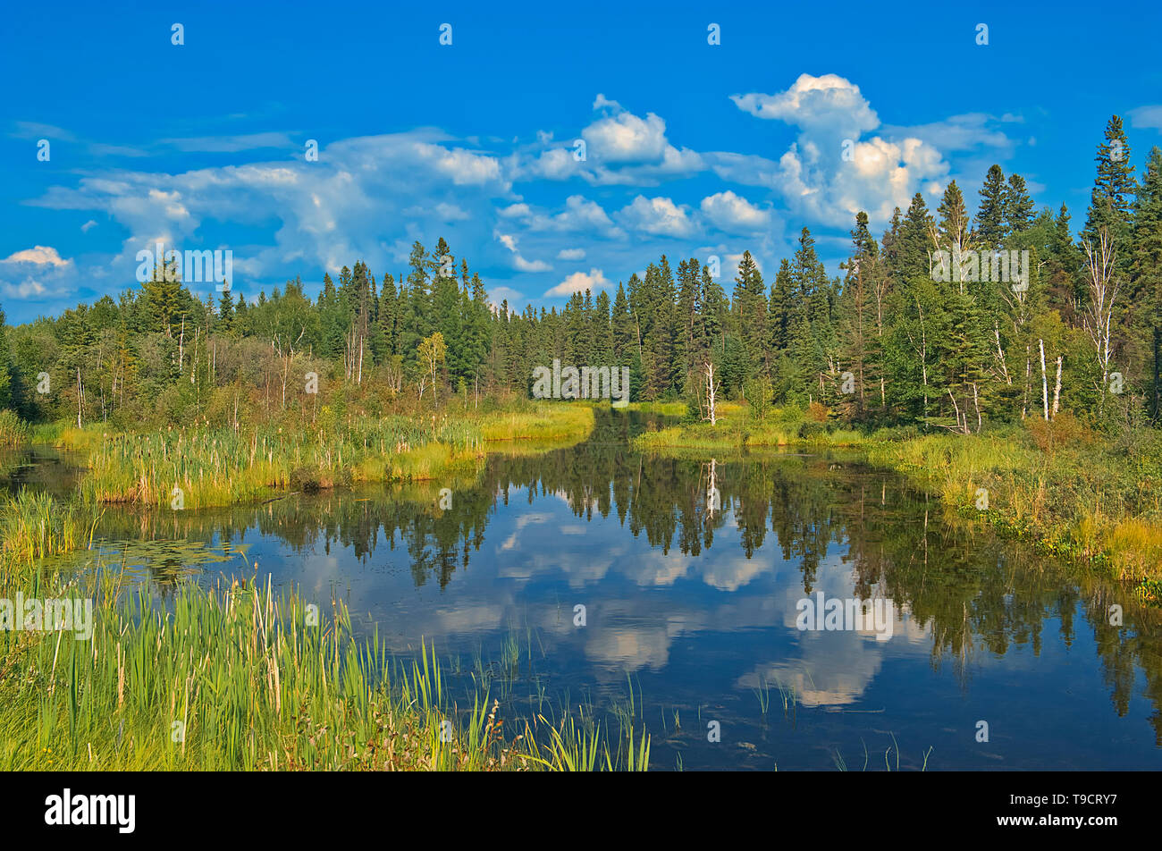 Feuchtgebiet auf North Star Road Flin Flon Manitoba Kanada Stockfoto