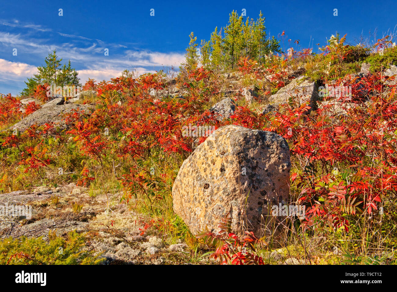 Sumac im Herbst Farbe auf Präkambrischen Shiled Whiteshell Provincial Park Manitoba Kanada Stockfoto