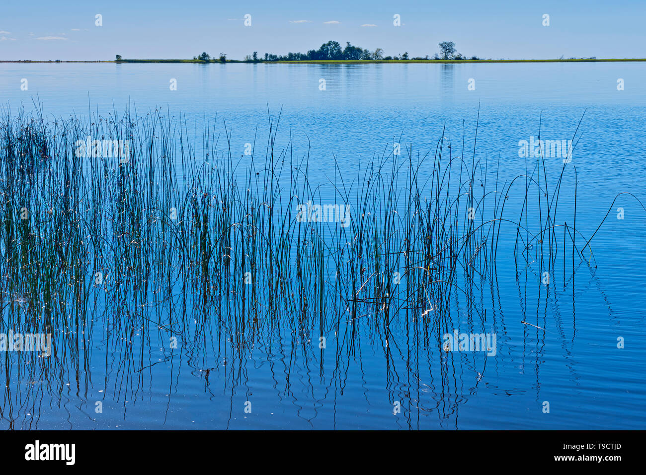 Schilf auf See des Holzes nördlich von Rainny River Ontario Kanada Stockfoto