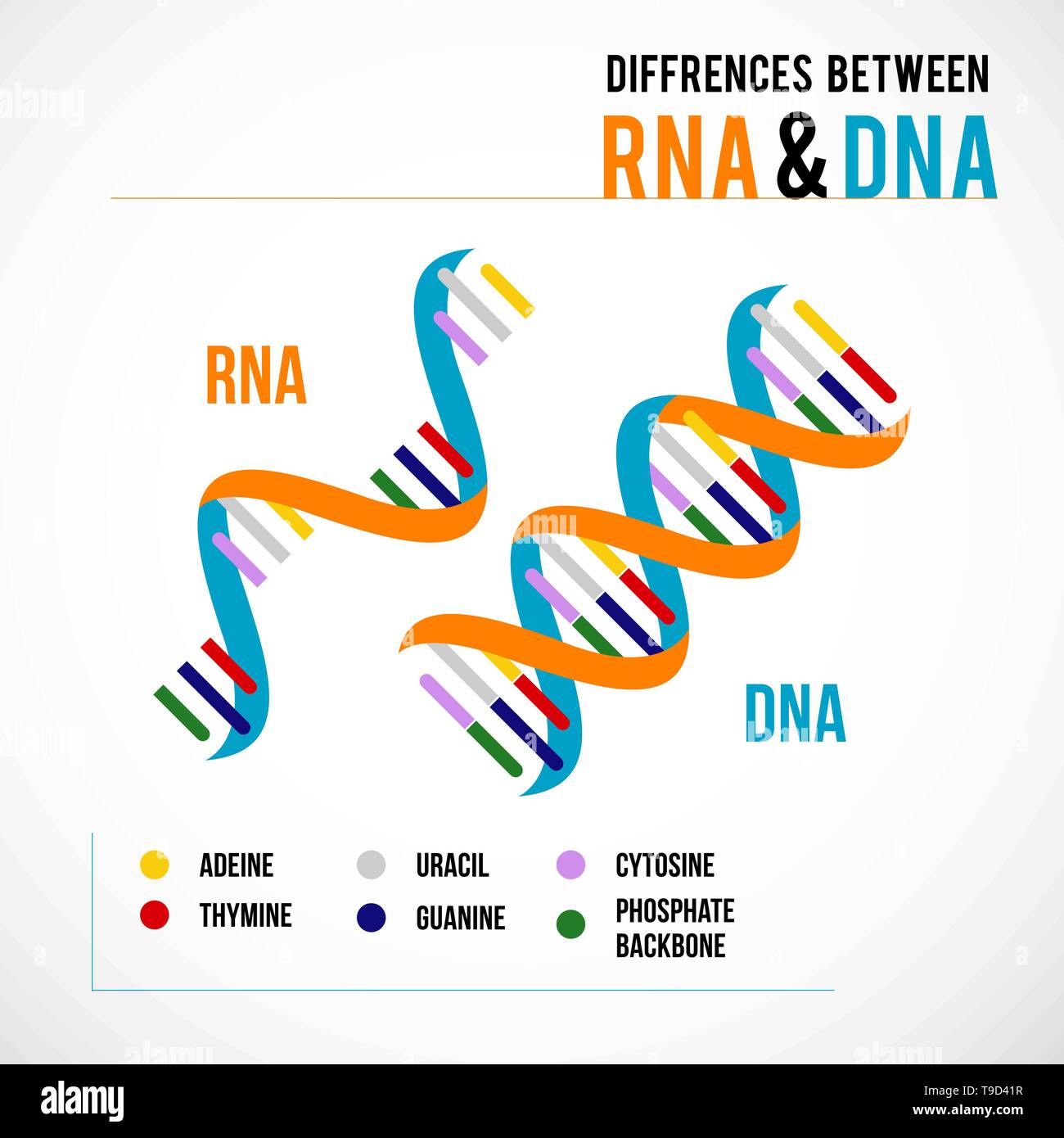 Unterschiede zwischen DNA und RNA. Vektor wissenschaftliche Symbol Spirale von DNA und RNA. Eine Darstellung der Unterschiede in der Struktur der DNA und RNA Stock Vektor