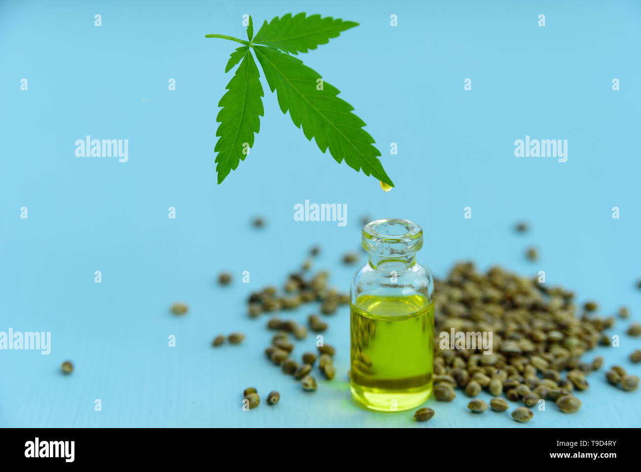 Hanf Öl in Glasflasche, Samen und Blätter auf hellblauem Hintergrund. Blatt schwebend über dem Glas Stockfoto