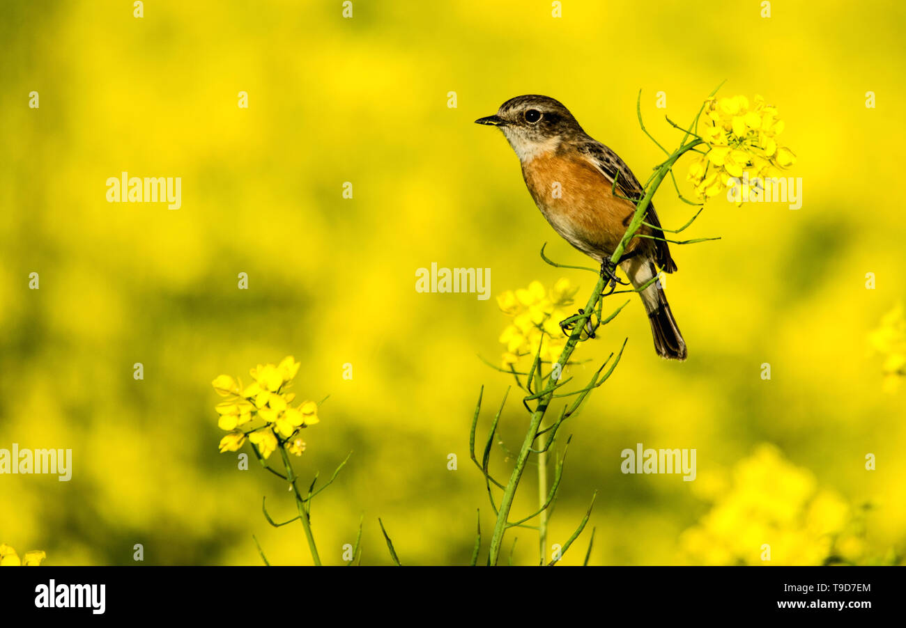 Die Sibirische Schwarzkehlchen oder asiatischen Schwarzkehlchen (Saxicola Maurus) ist ein vor kurzem validierten Arten der alten Welt Fliegenfänger Familie (Muscicapidae). Stockfoto