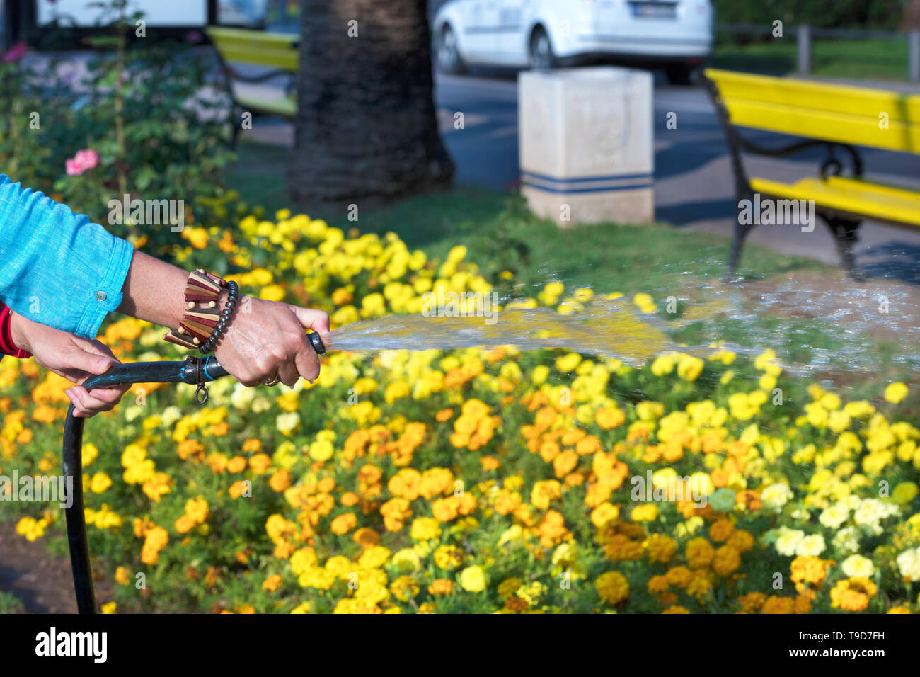 Weibliche Hände halten einen Gummischlauch, Bewässerung gelb-rote Blumen auf einer Stadt flower bed Stockfoto