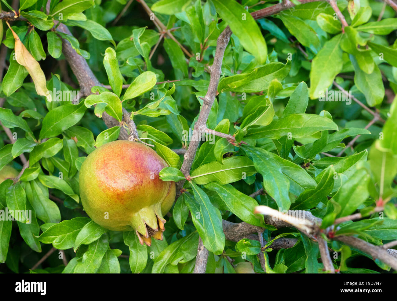 Frische grüne junge Frucht des Granatapfels auf einem Zweig vor dem Hintergrund der saftig grüne Blätter eines Baumes Stockfoto