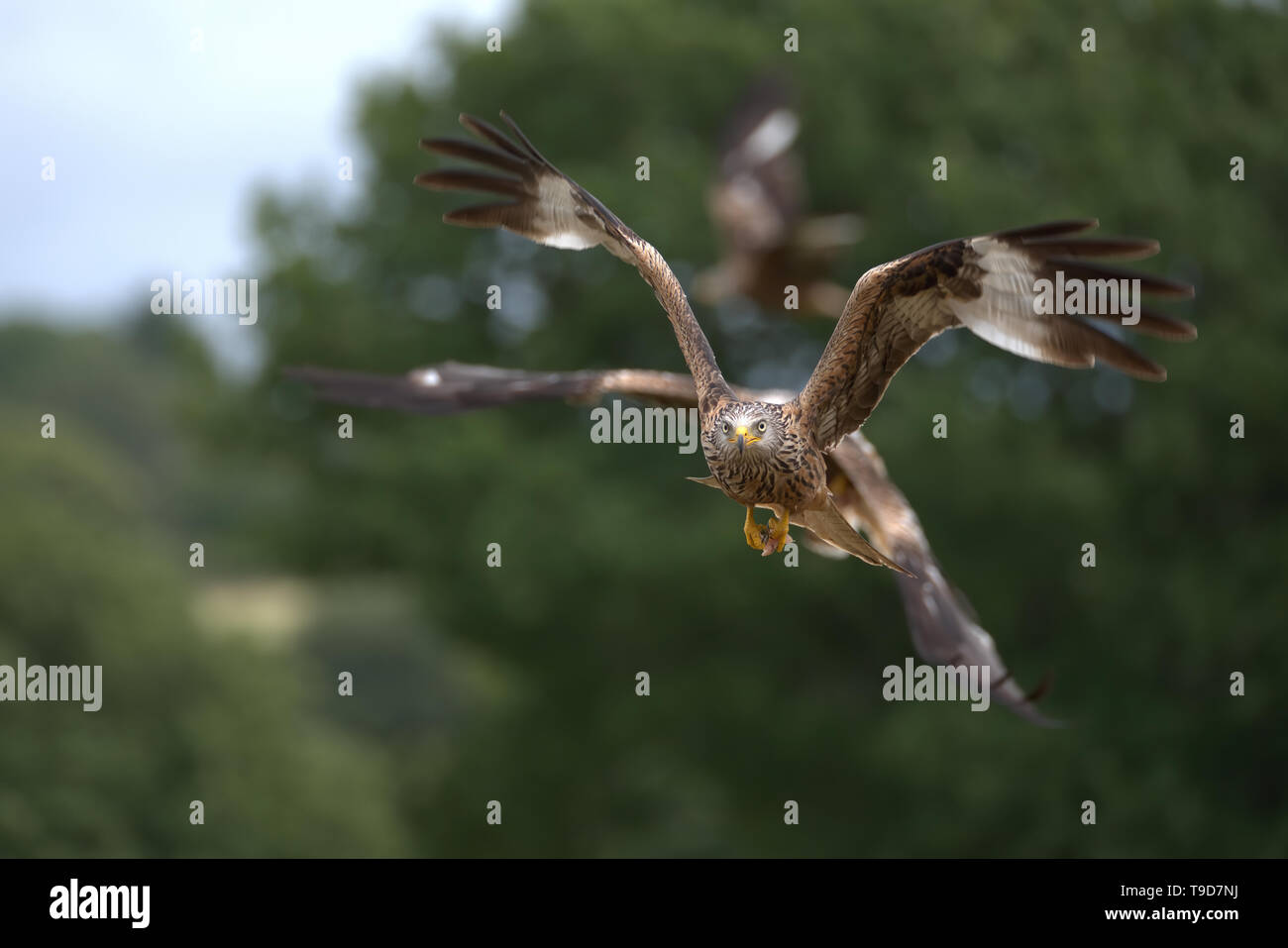 Rotmilan, Milvus milvus im Flug Stockfoto