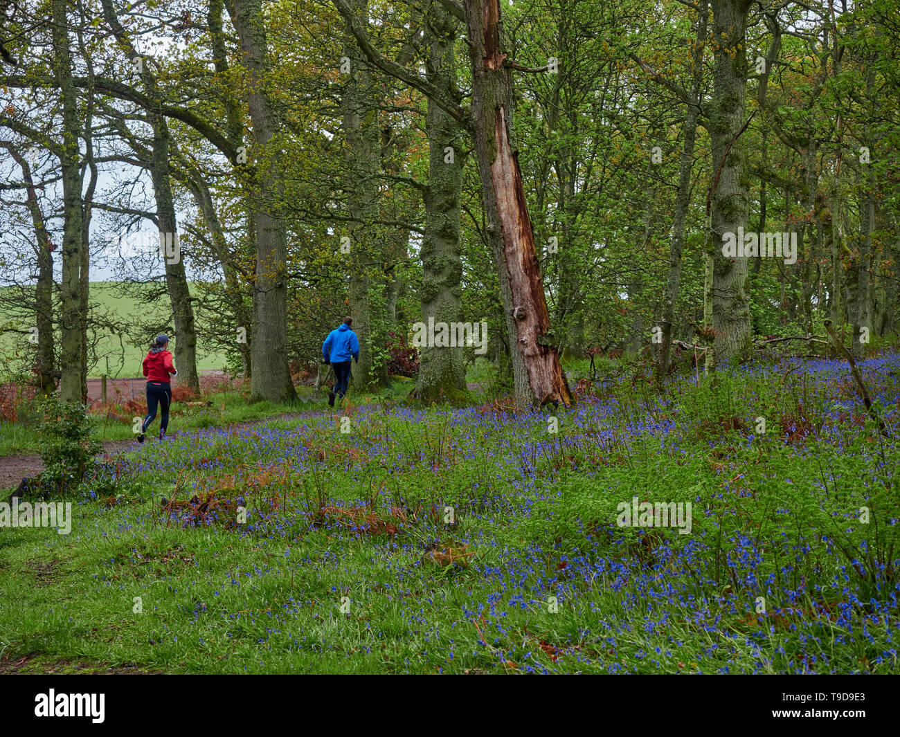 Ein junger Mann und eine Frau, die auf einem Pfad durch Darroch Holz, umgeben von Wilden Glockenblumen. Perthshire, Schottland Stockfoto