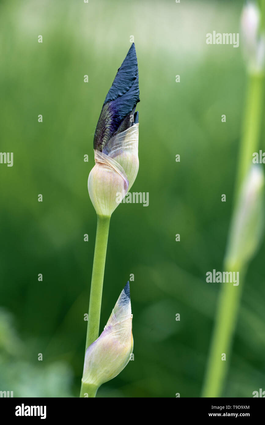 Makro Nahaufnahme eines isolierten Black Iris Blütenknospe zeigt viele Details mit bokeh Hintergrund Stockfoto