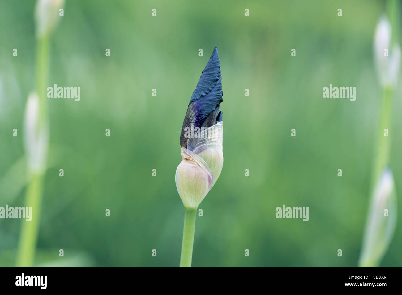 Makro Nahaufnahme eines isolierten Black Iris Blütenknospe zeigt viele Details mit bokeh Hintergrund Stockfoto