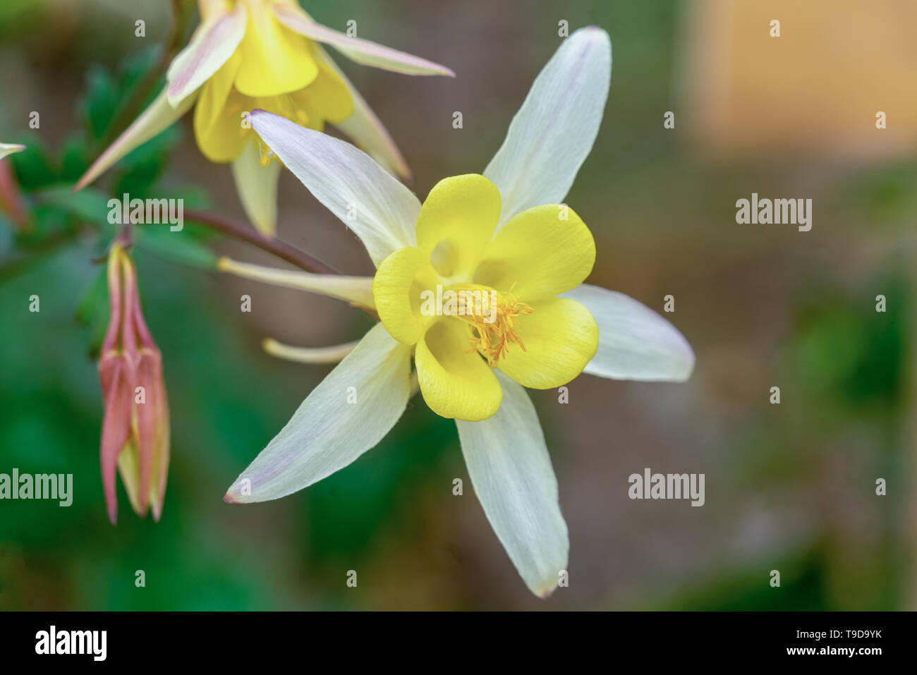Makro Nahaufnahme eines isolierten weiße Akelei (Aquilegia vulgaris) Blüte zeigt viele Details wie Blütenstempel und Pollen Stockfoto