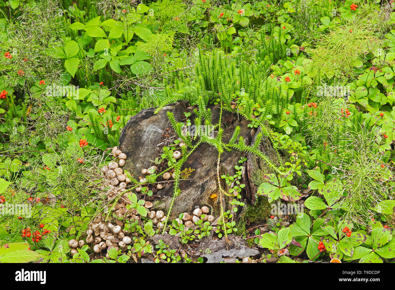 Pilze, Schachtelhalm, clubmoss und bunchberry in der borealen Wald Pisew Falls Provincial Park Manitoba Kanada Stockfoto