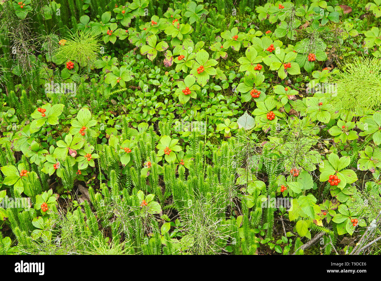Schachtelhalm, clubmoss und bunchberry in der borealen Wald Pisew Falls Provincial Park Manitoba Kanada Stockfoto