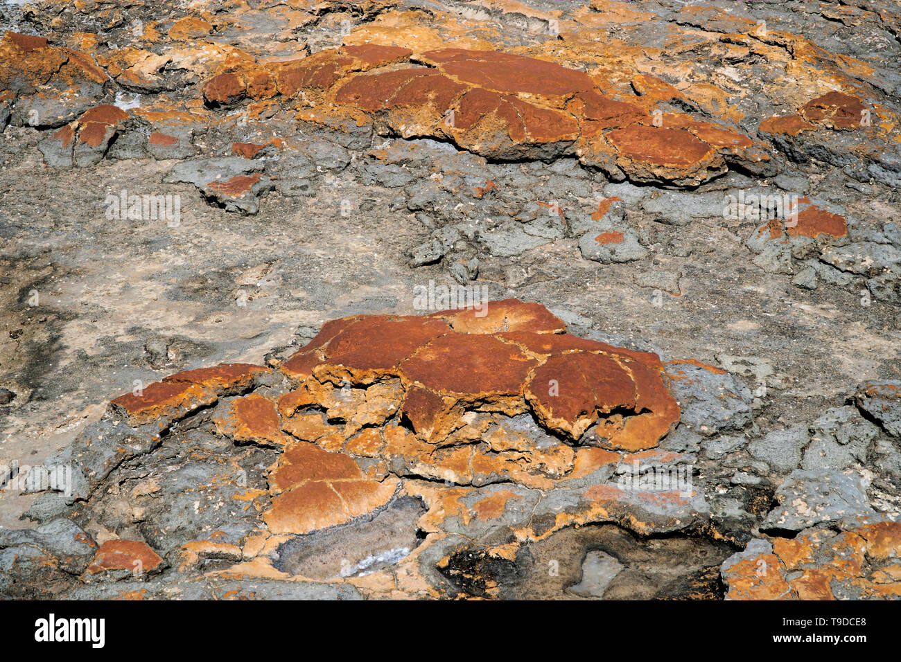 Hamelin Pool verfügt über die unterschiedlichsten und reichlich Beispiele für lebende marine Stromatolithen, oder 'lebende Fossilien', der in der Welt Stockfoto