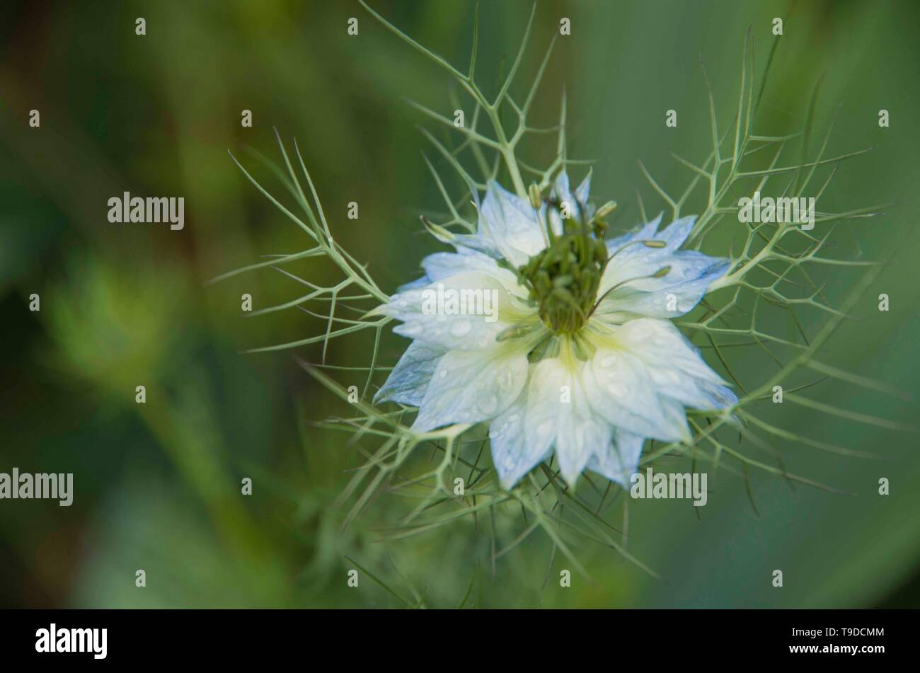 Eine Blume glänzt mit Morgentau auf seine Blütenblätter in San Rafael, CA. Stockfoto