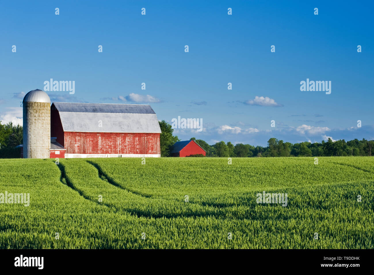 Weizenfeld und rote Scheune Carleton Place Ontario Kanada Stockfoto