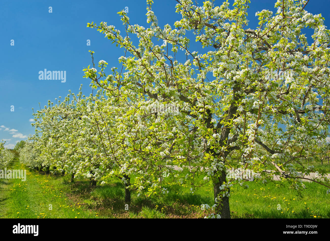 Apple Orchard im Frühjahr Grimsby Ontario Kanada Stockfoto
