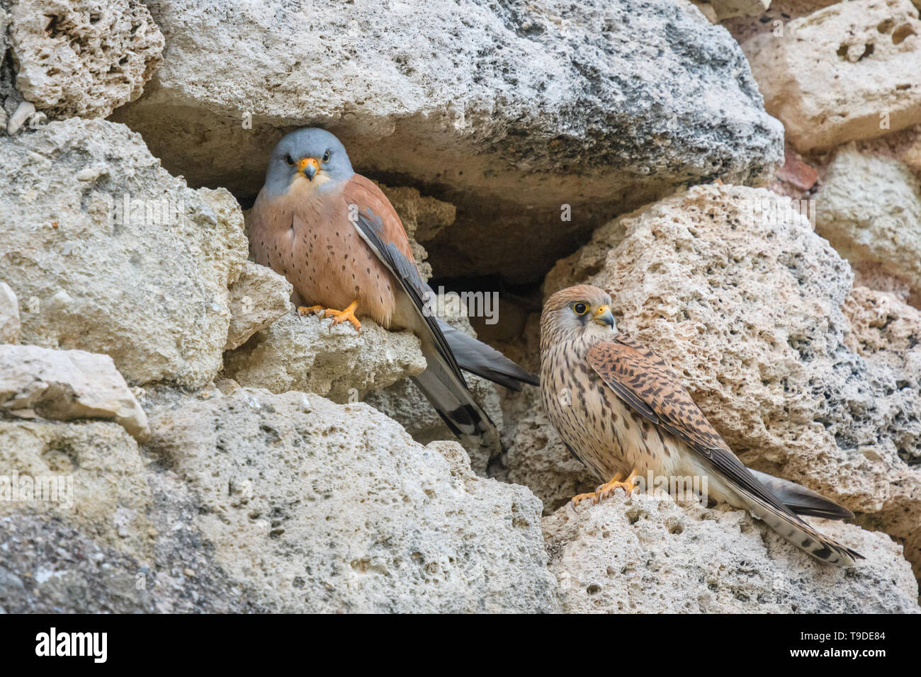 Ein paar weniger turmfalken vor der steinernen Fassade eines Dorfes Haus saß. Stockfoto