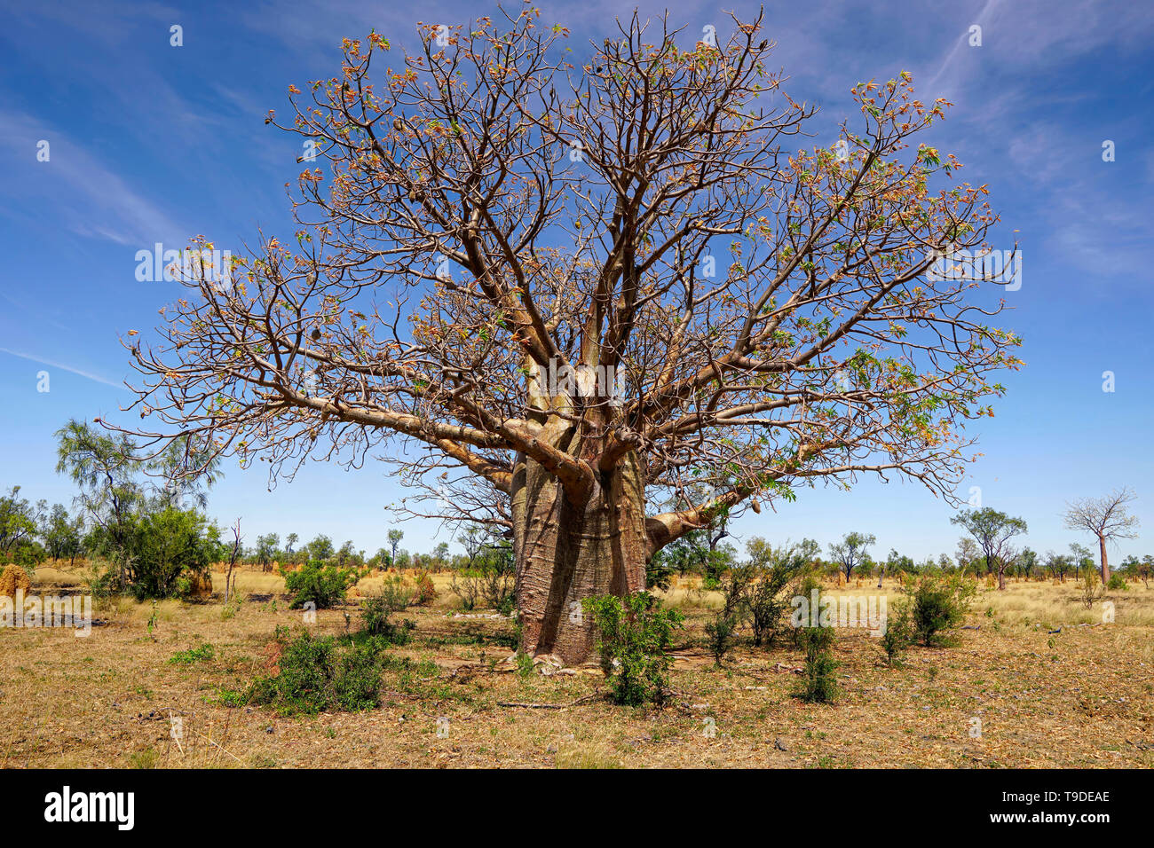 Boab Bäume wachsen in trockenen Western Australia. Stockfoto