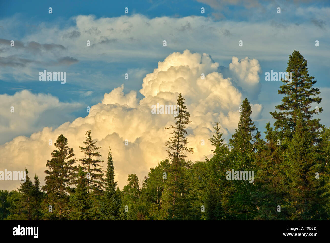 Gewitterwolken und borealen Wald Sioux Narrows Ontario Kanada Stockfoto