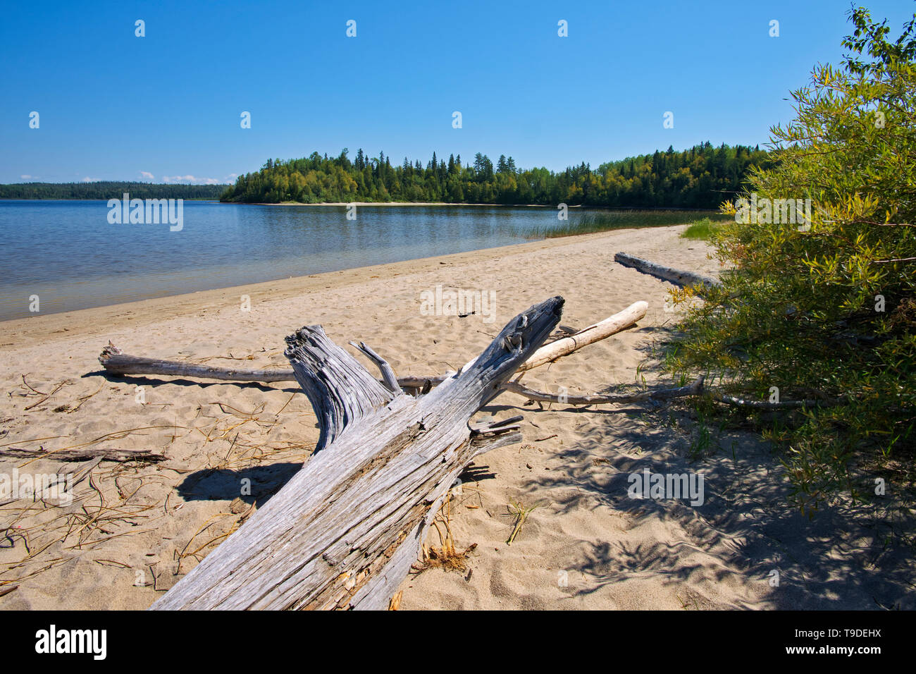 Treibholz am Weißen See White Lake Provincial Park, Ontario, Kanada Stockfoto
