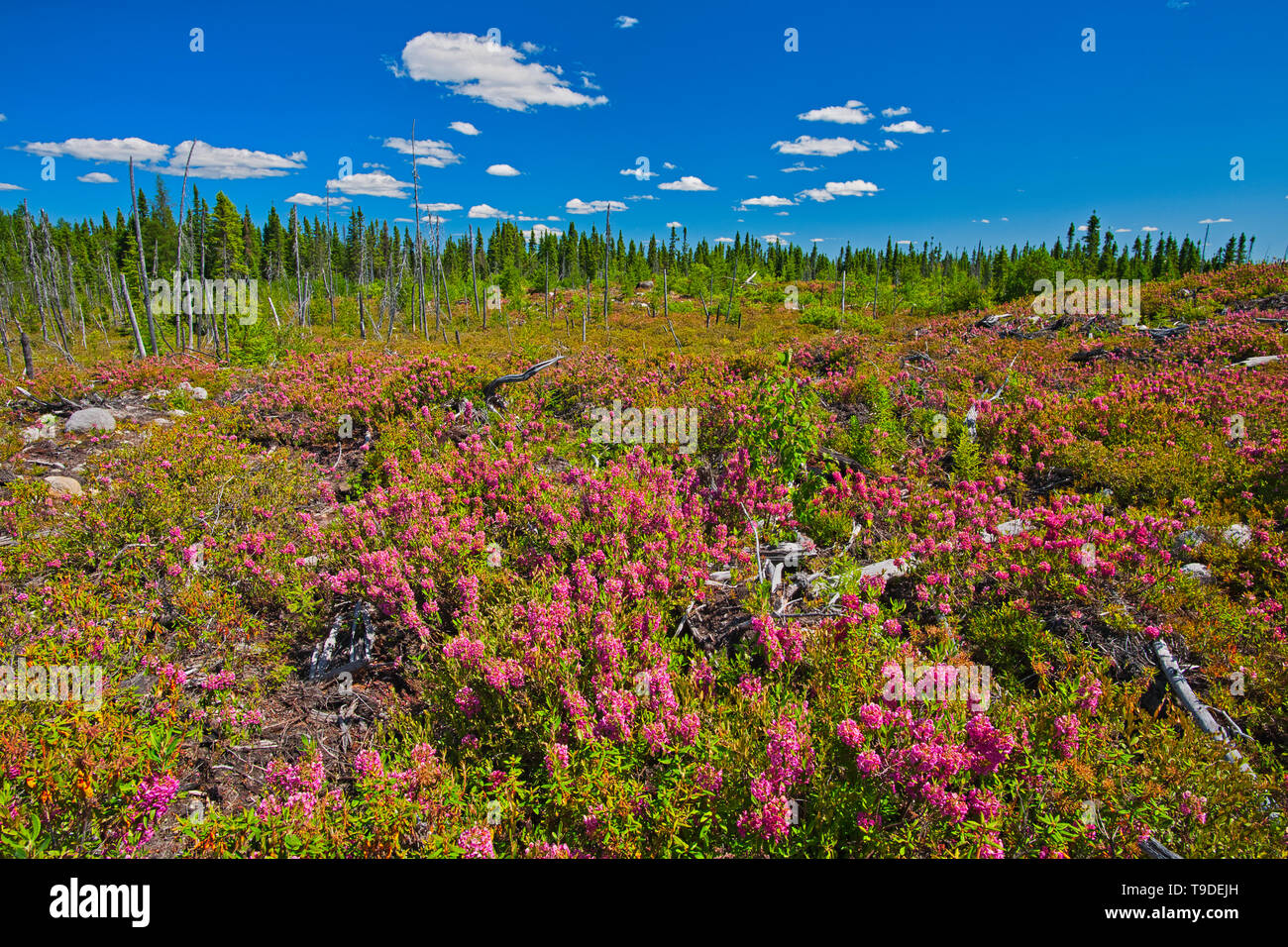 Bog Laurel (Kalmia sp) Blüten in über Wald Chibougameau Quebec Kanada gebrannt Stockfoto