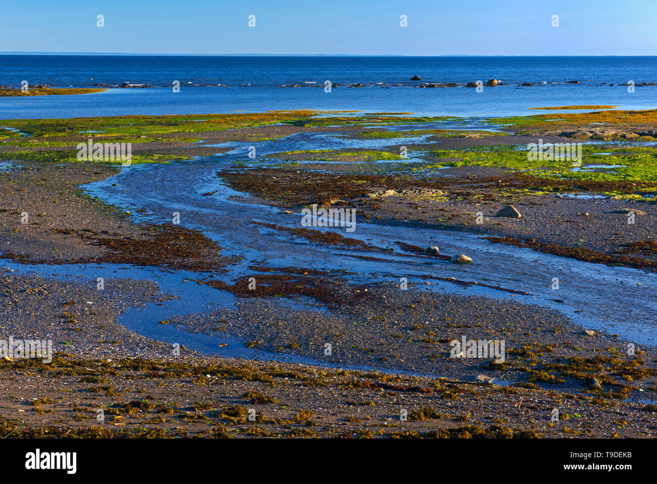 Sonnenuntergang am felsigen Ufer des St. Lawrence River bei Ebbe Baie-des-Sables, Québec Baie-des-Sables Quebec Kanada Stockfoto