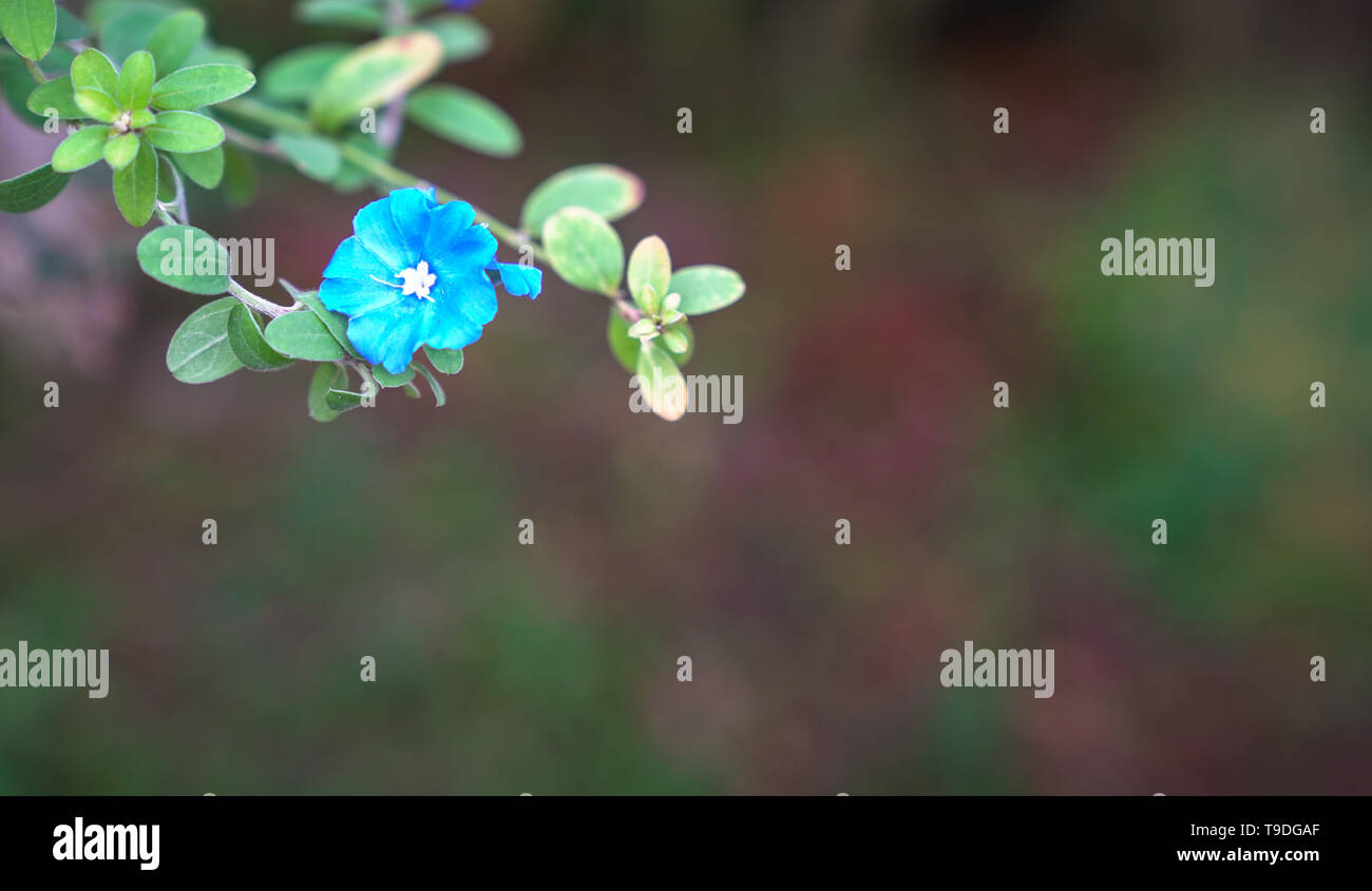 Schöne Blumen abstrakt Hintergrund der Natur. Soft Focus auf Blue Diamond Flower auf grüne Natur Hintergrund Stockfoto