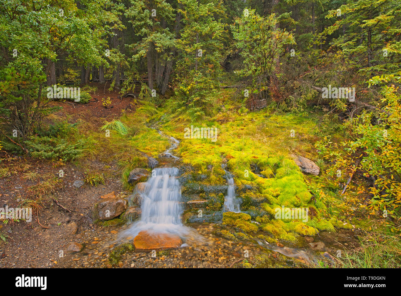 Creek und kleinen Wasserfall entlang des Bow Valley Trail Banff National Park, Alberta, Kanada Stockfoto