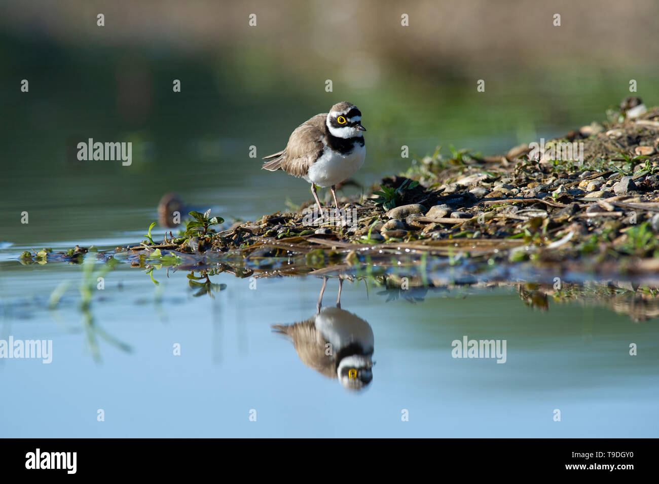 Ein Flussregenpfeifer (Charadrius dubius) im Wasser an Tophill niedrige Nature Reserve, East Yorkshire wider Stockfoto