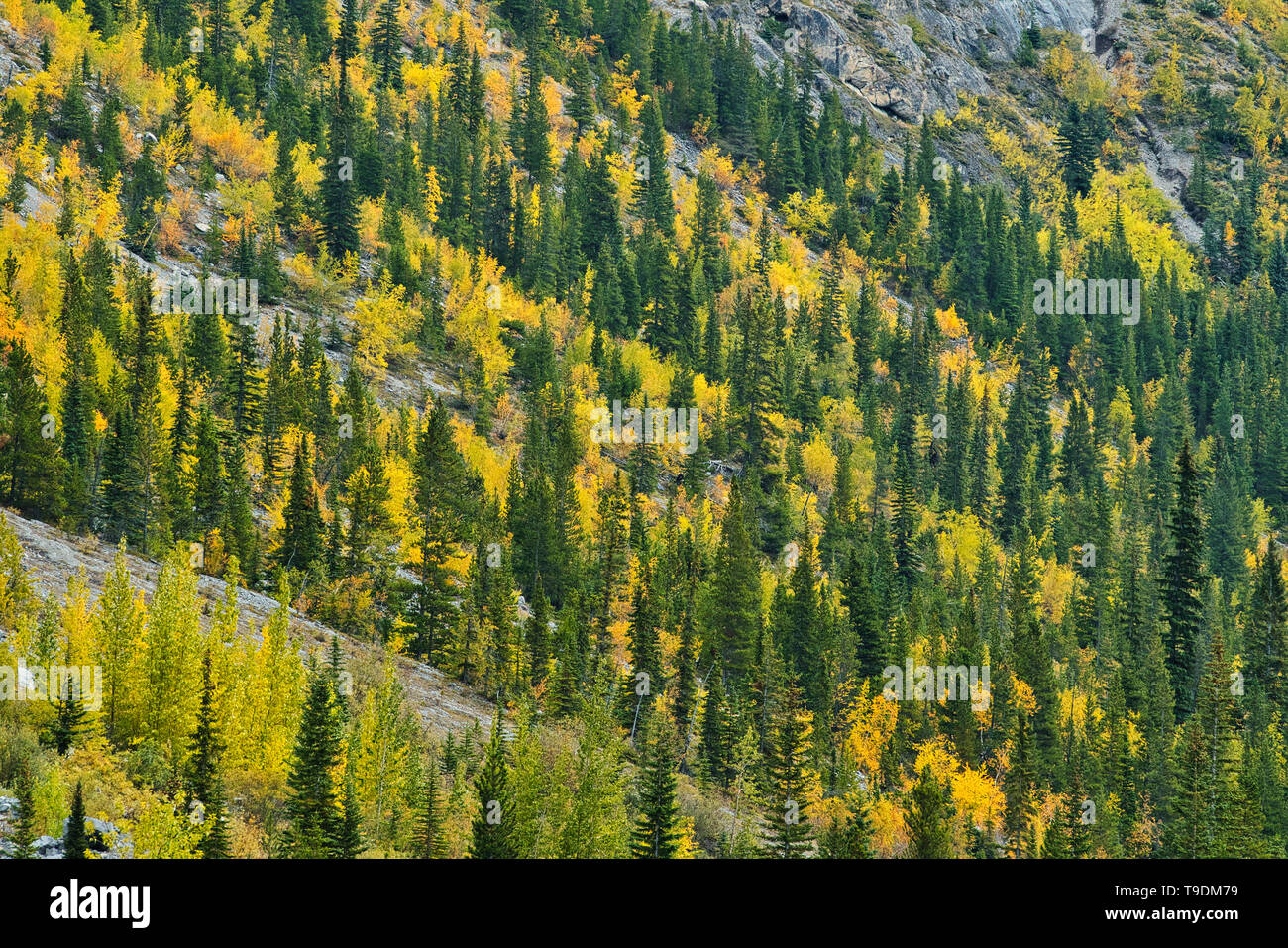 Herbst Farben bei WIlcox Pass. Icefields Parkway. Jasper National Park, Alberta, Kanada Stockfoto