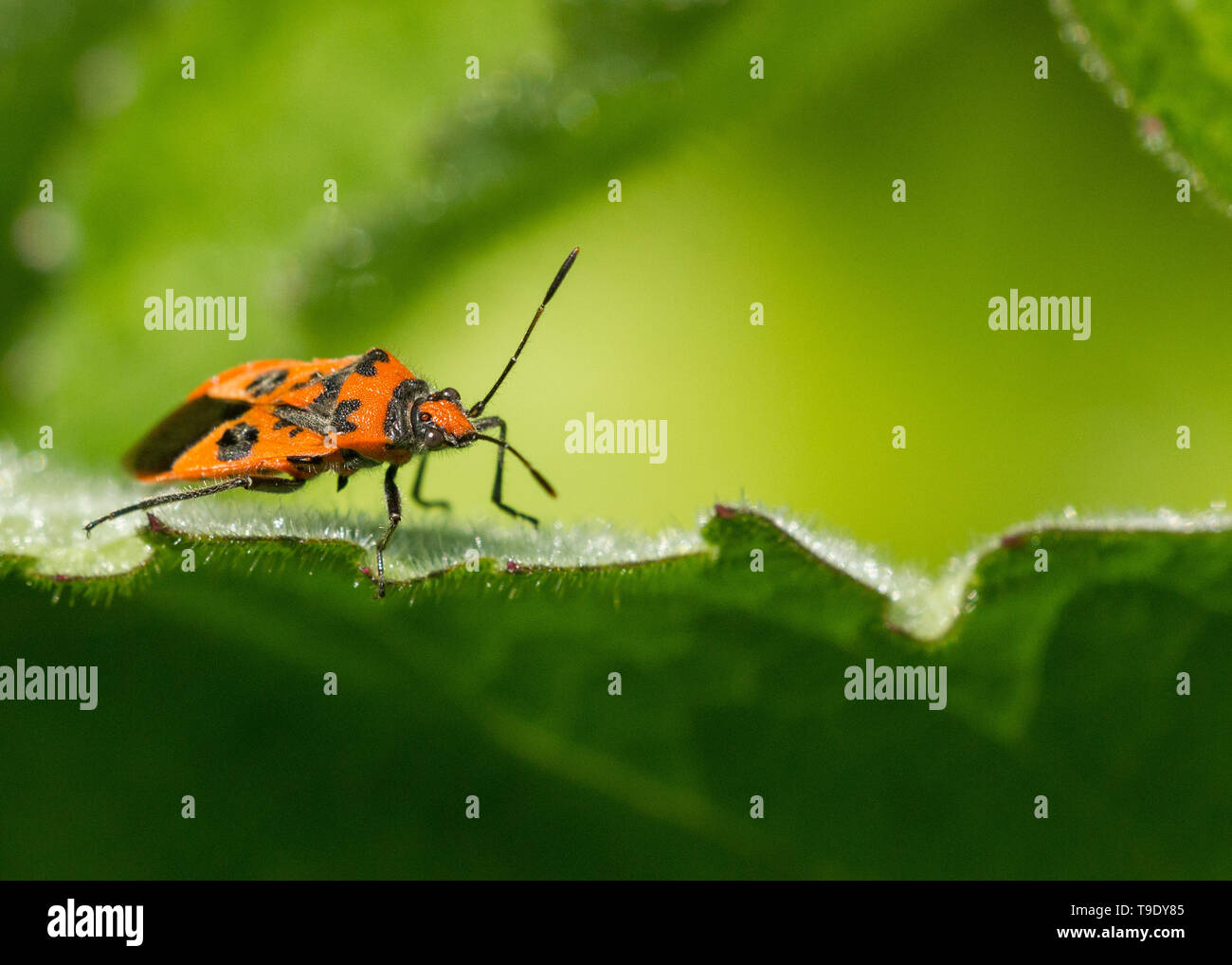 Schwarz und Rot Insekt (Corizus hyoscyami) aus Derbyshire UK Stockfoto