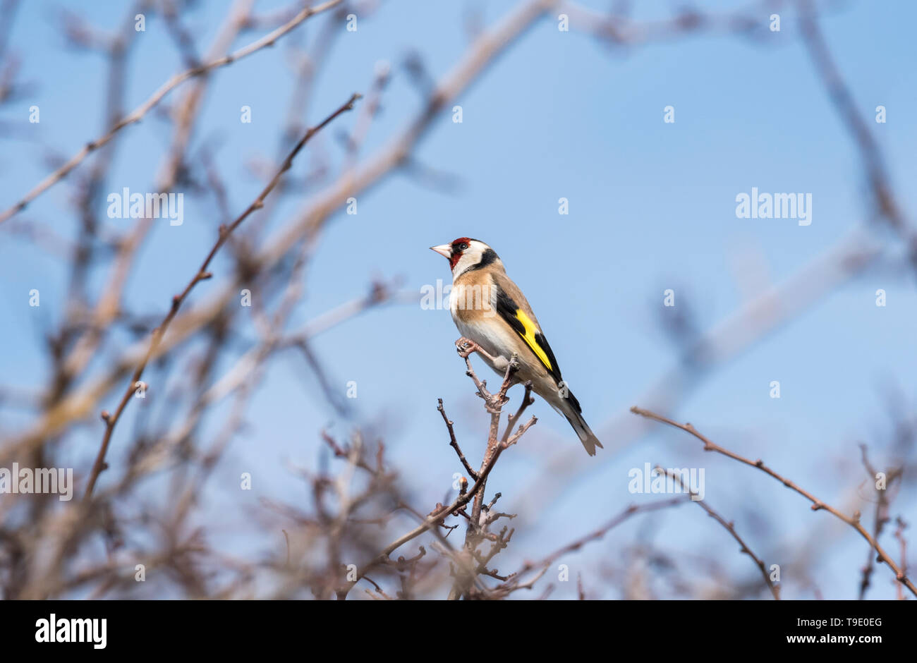 Thront Stieglitz (Carduelis carduelis) Stockfoto